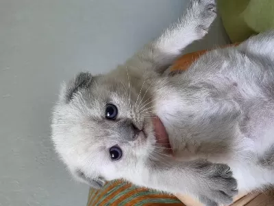 Süper Kalite Scottish Fold Yavrular