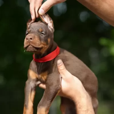 Evinizin Neşesi Doberman Bebişler Her Yere Kapıda Öde
