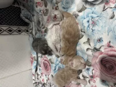 Kedilerimizi Rezerve İçin Açıklamayı Oku