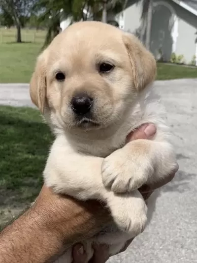 Golden Retriever İçin Ulaşin