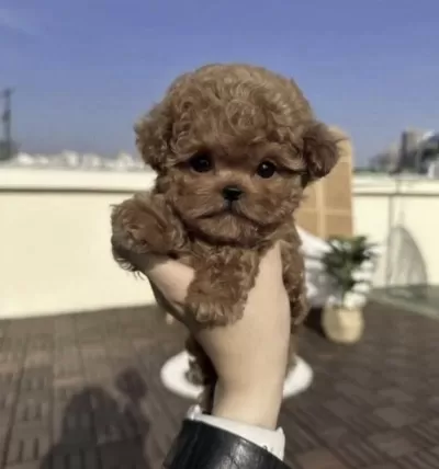 Harika Toy Poodle Yavrusu