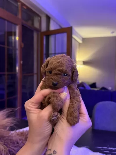 Tea Cup Poodle Yavrular