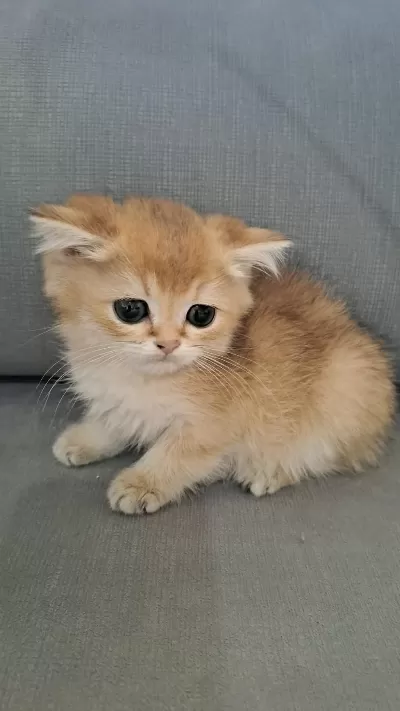 British Shorthair Golden Erkek Yavru
