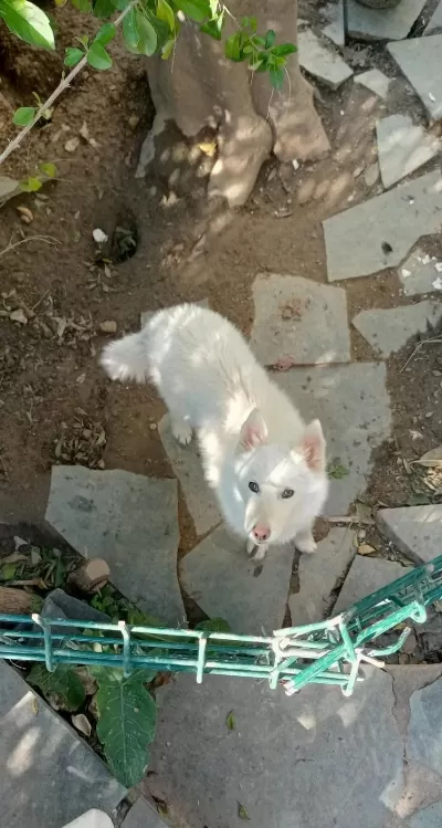 Safkan Süt Beyaz Sibirya Kahve Renkli Göz