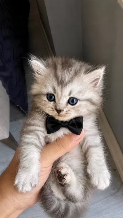 British Longhair Kedimiz