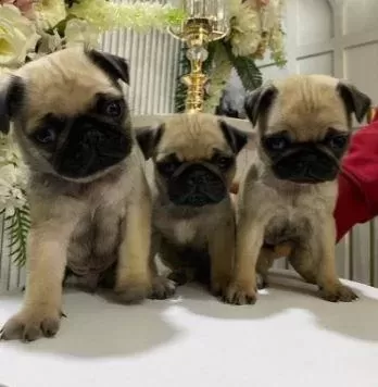 Elit Patiler Farkıyla Pug Yavrular