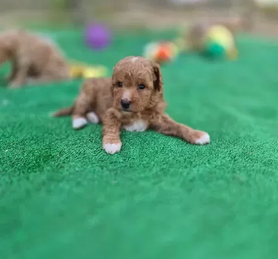 Sevimli Maltipoo Yavrularimiz