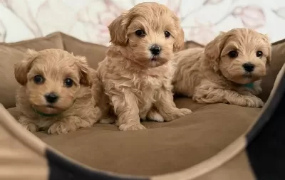 Maltipoo Yavrularimiz