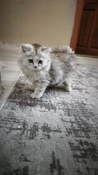 2 Aylık Dişi Kedimiz
