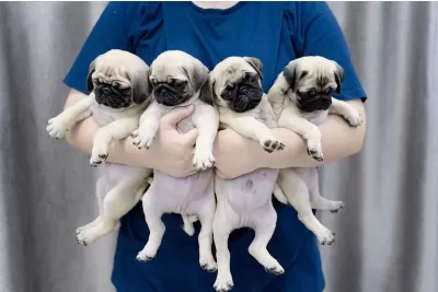 İrk Garantili Pug Yavrulari