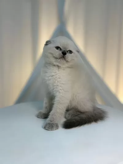 İrk Ve Sağlik Garantili Scottish Fold Yavrularimiz