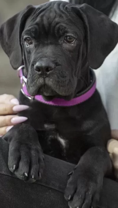Cane Corso Köpeğimiz