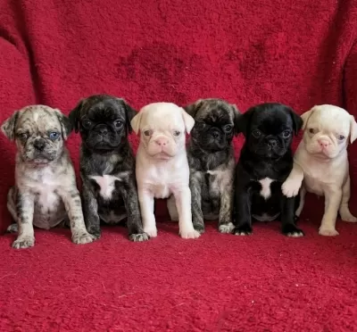Egzotik Renk Pug Mops Yavruları