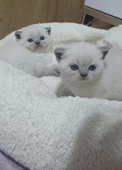 Küçük Minnak Kedilerim