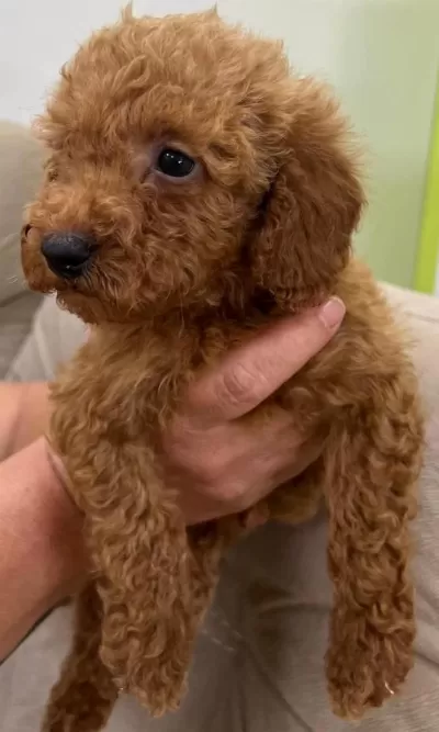 Kaliteli Toy Poodle Yavrular
