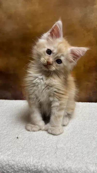 Mco Erkek Polydactyl Wcf Kayıtlı