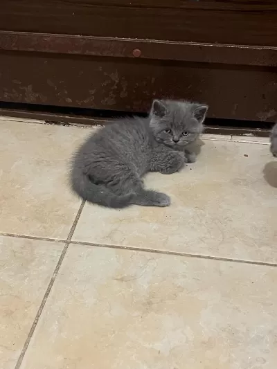 Safkan British Shorthair