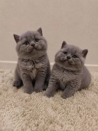 Nadir Suratlı Son Erkek Ve Dişi British Shorthair Yavrumuz
