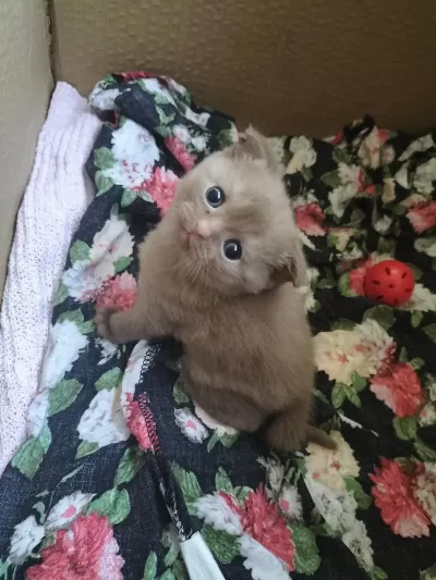 İki Renk Kahverengi Beyaz Mavi Göz Scottish Fold Yavrular