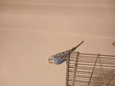 2 Adet Yeni Yeme Düşen Muhabbet Kuşu