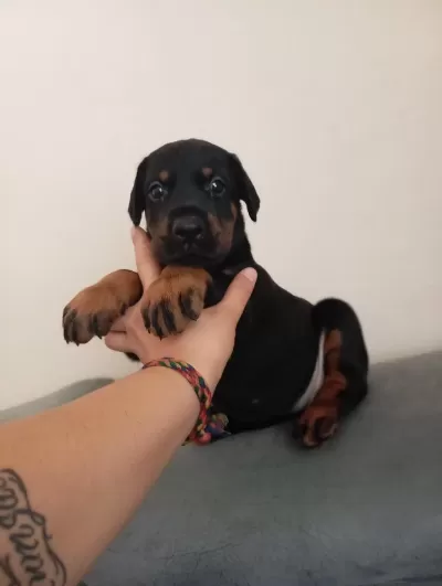 Ev Ve Bahçeniz İçin Doberman Kapıda Ödeme Mevcuttur