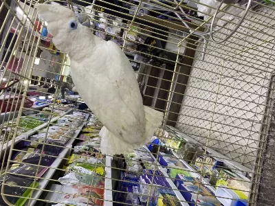 Gerçek Yavru Dişi Erkek Kakadu Yavrulari