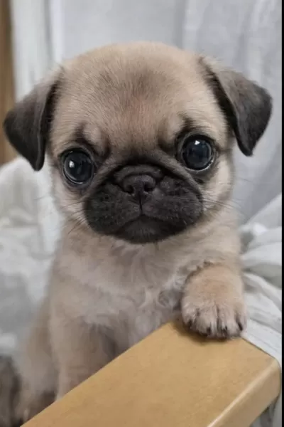 İrk Sağlık Garantili Safkan Boncuk Gözlü Pug Mops