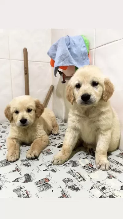 Vecihiden İrk Ve Sağlık Garantili Saf Babyface Goldenlar