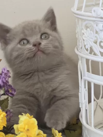 British Shorthair Bebekler
