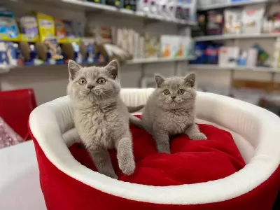 Muhteşeml Lilak British Shorthair Yavrular