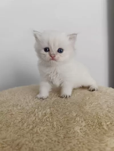 British Longhair Golden Point