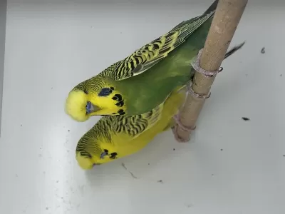 Damızlık Jumbo Muhabbet Kuşu Erkekler Ve Dişiler
