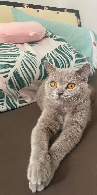 Dişi British Kedimiz Bella