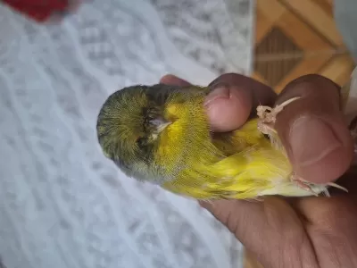 Gloster Çift Kanarya