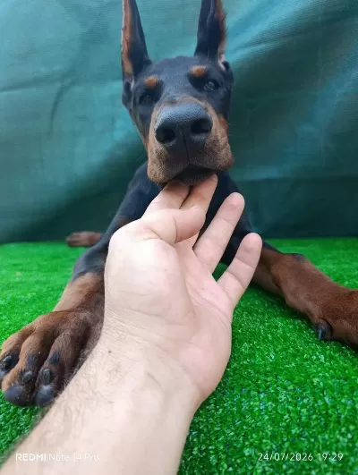 İrk Garantili A Şecere Doberman Yavrular