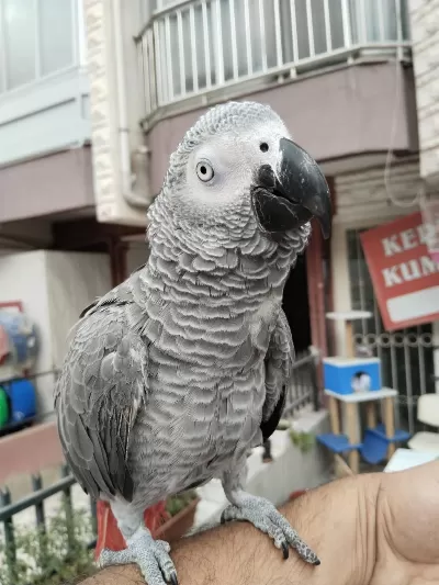 Full Evcil Oyun Hamuru Gibi Jako