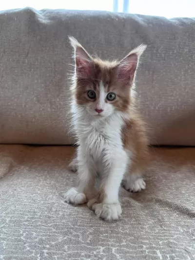 Xxl Cüsse Mükemmel Profil Dopdolu Maine Coon