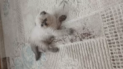 Sağlıklı Scottish Fold Erkek