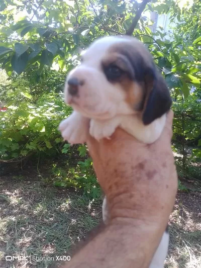 Birbirinden Tatlı Beagle Yavruları