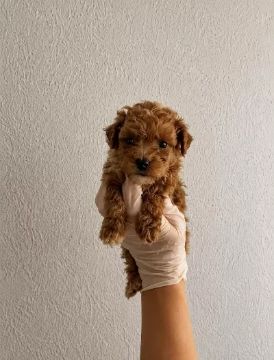 Gerçek Teacup Maltipoo İsteyenler