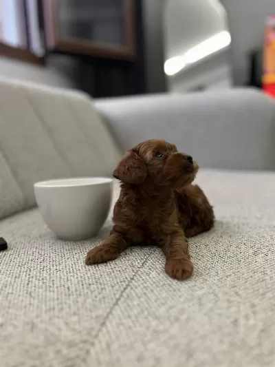 Güzeller Güzelim Poodle Lucy