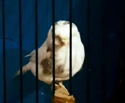 Kanarya Açıklamaları Okuyalım