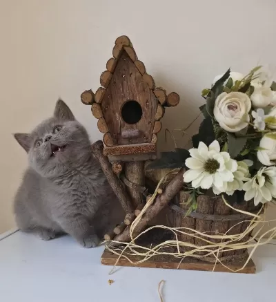 Munchkin Cüce Kedimiz