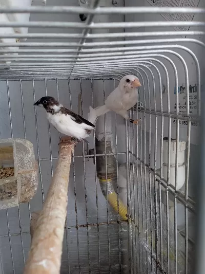 Son Bir Çift Damizlik Bengal İspinozumu Veriyorum