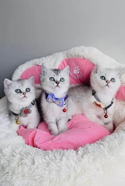 Kalite Hep Bizde Silver British Shorthair Bebekleirm
