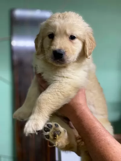 Harika 2 Aylık Dişi Golden