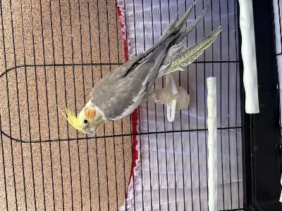 Acil 2 Yaşında Sultan Papağanı