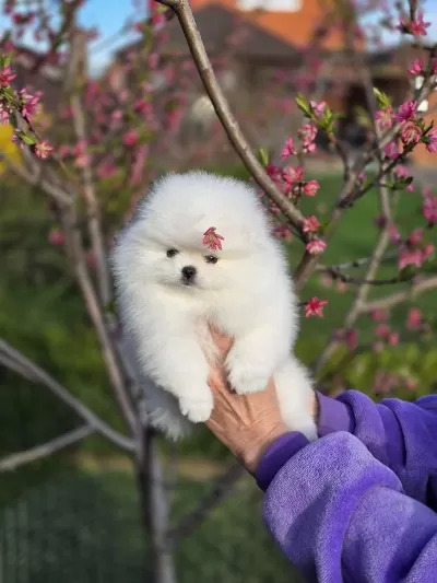 Pomeranian Boo Teddy