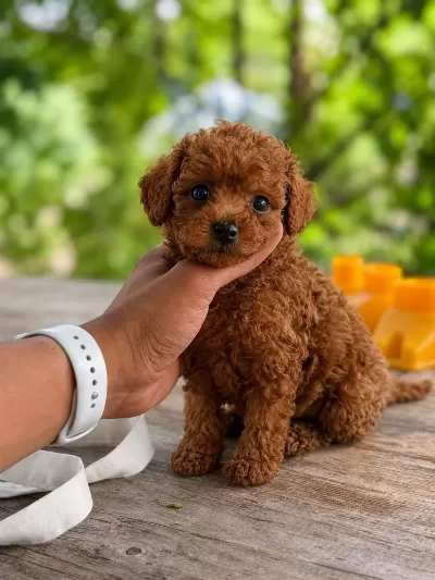 Harika Toy Poodle Bebekler