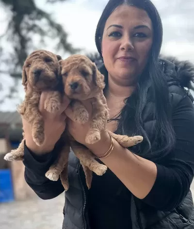 Avuca Sığan Kıvırcık Neşe Toy Poodle Yavruları